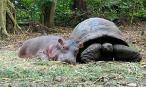 Image Credit:  Haller Park, Kenya